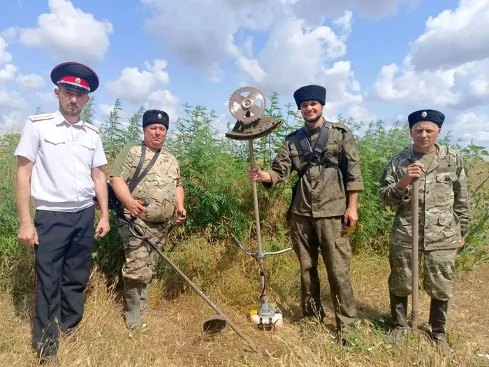 Уничтожение конопли
