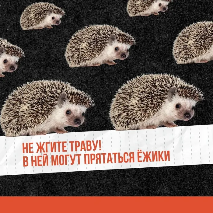 Сухая трава
