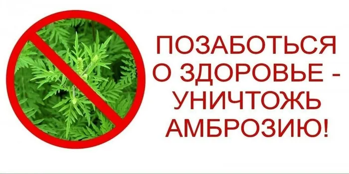 Уничтожь амброзию!