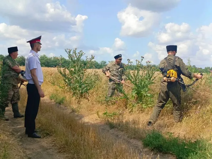 Уничтожение конопли