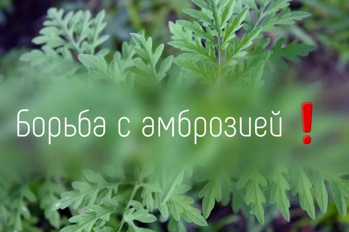 Борьба с амброзией