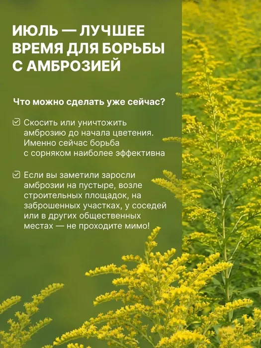Амброзия