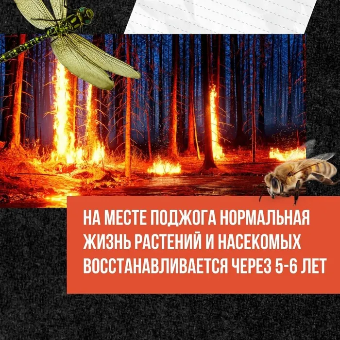 Сухая трава