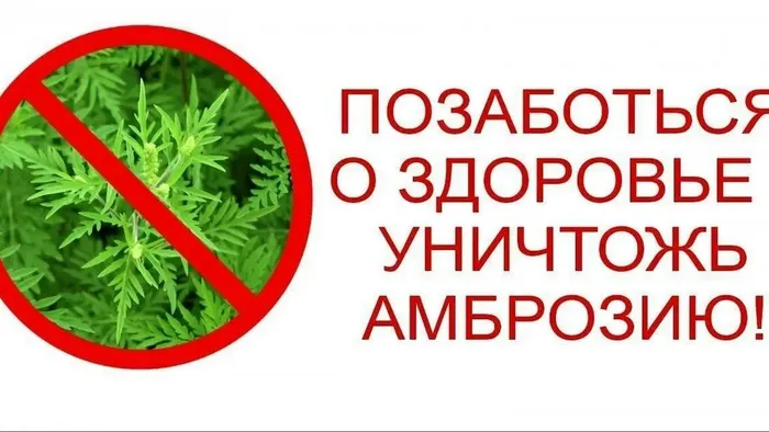 Внимание! Амброзия!