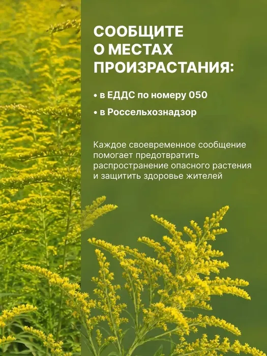 Амброзия