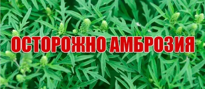 Осторожно - амброзия!
